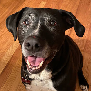 Meet your Posher, Steve